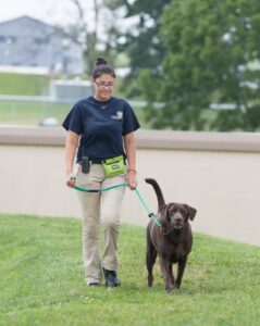 Professional Dog training