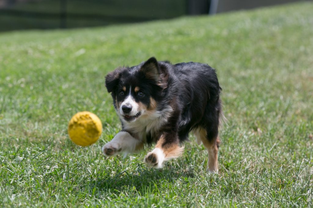 Dog Boarding in Rockville, MD DogiZone