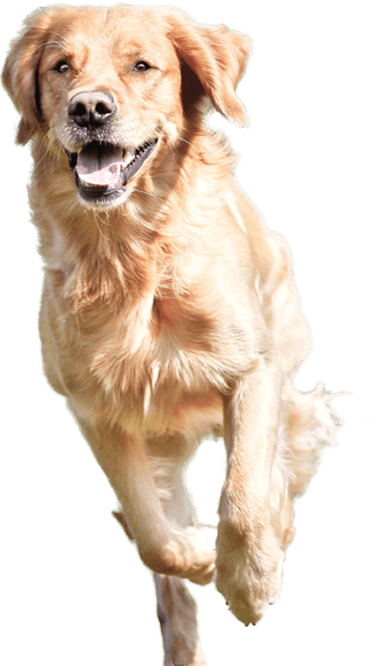 dog-running-min running golden retriever