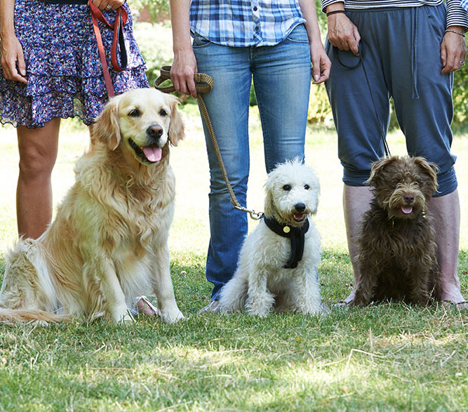 group-classes2 Group of dogs waiting for training