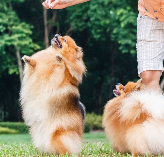 Private home dog training