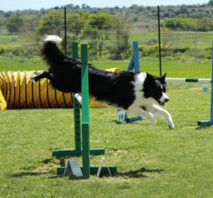 Dog jumping through a hoop