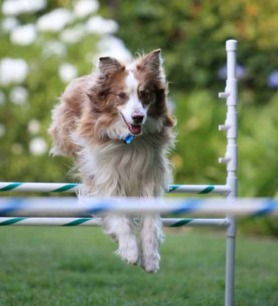 Dog running through obstacle course