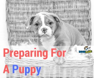 how to prepare for a puppy