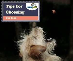 tips for choosing dog food