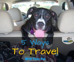 how to prepare your pet for travel