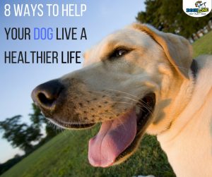 how to  help your dog live a healthy life