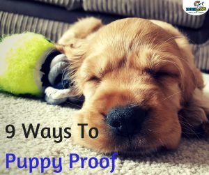 how to puppy proof your home