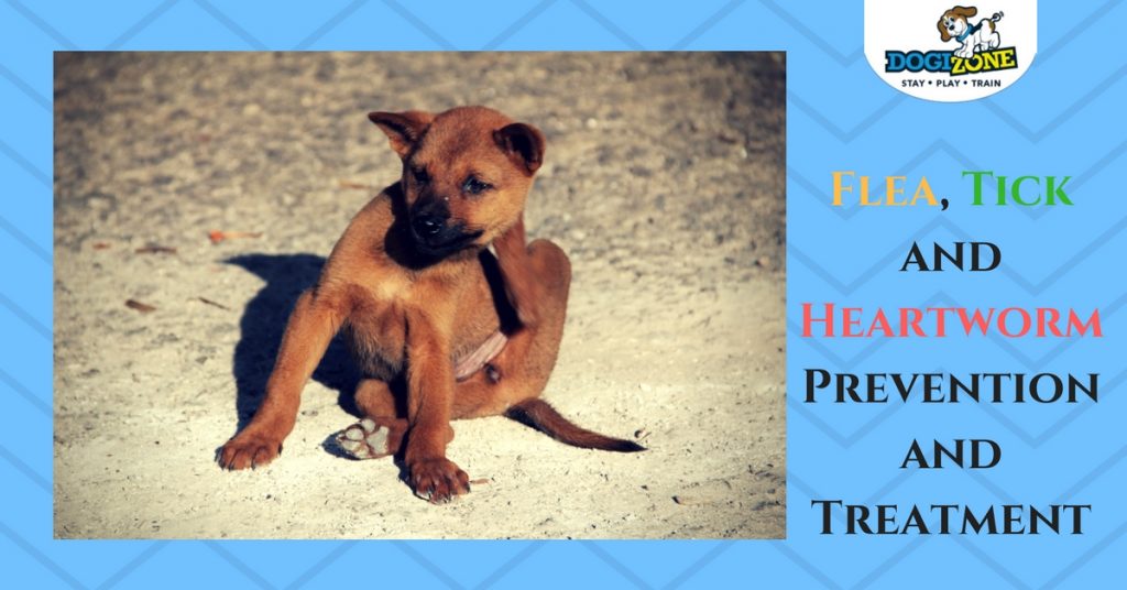 Flea Tick and Heartworm Prevention and Treatment for Dogs