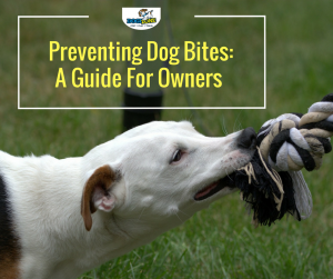 how to prevent dog bites