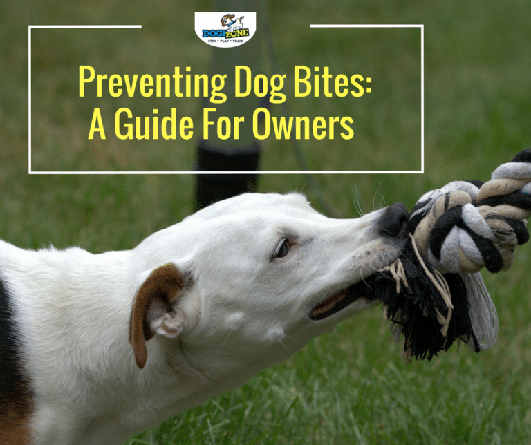 How to Prevent Dog Bites