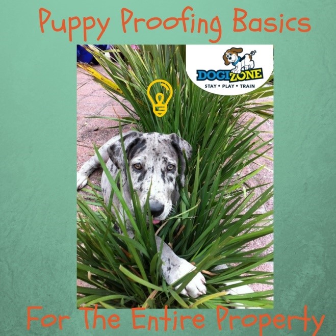 pet proofing your property