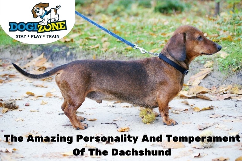 Dachshund