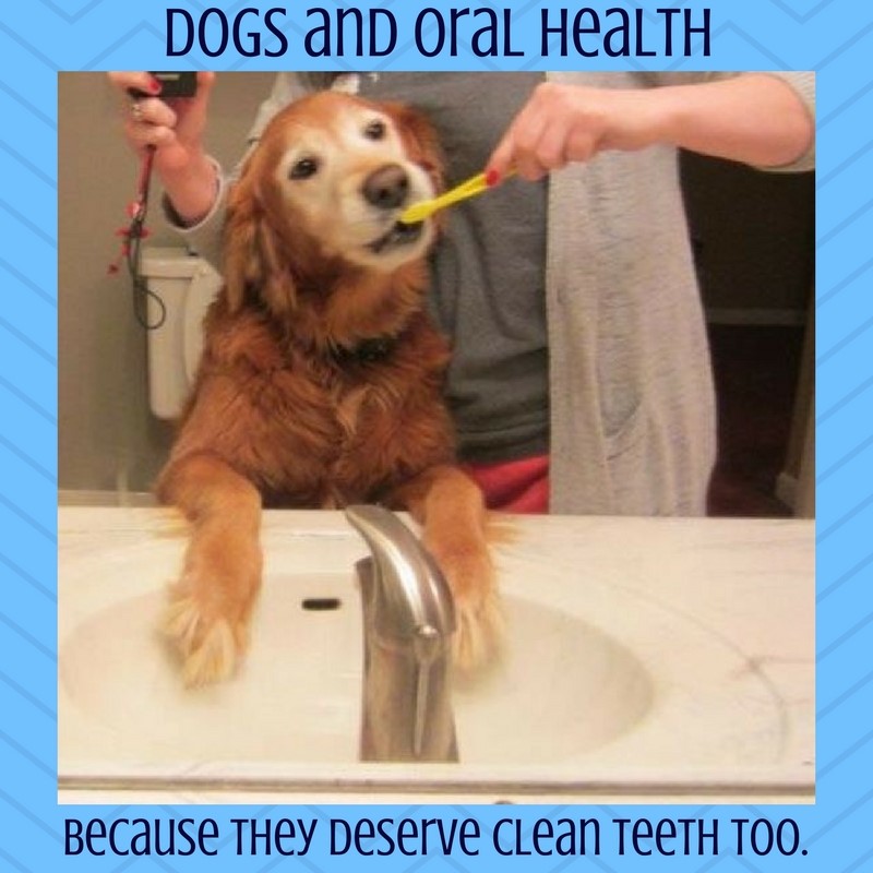 Animal Dental Care