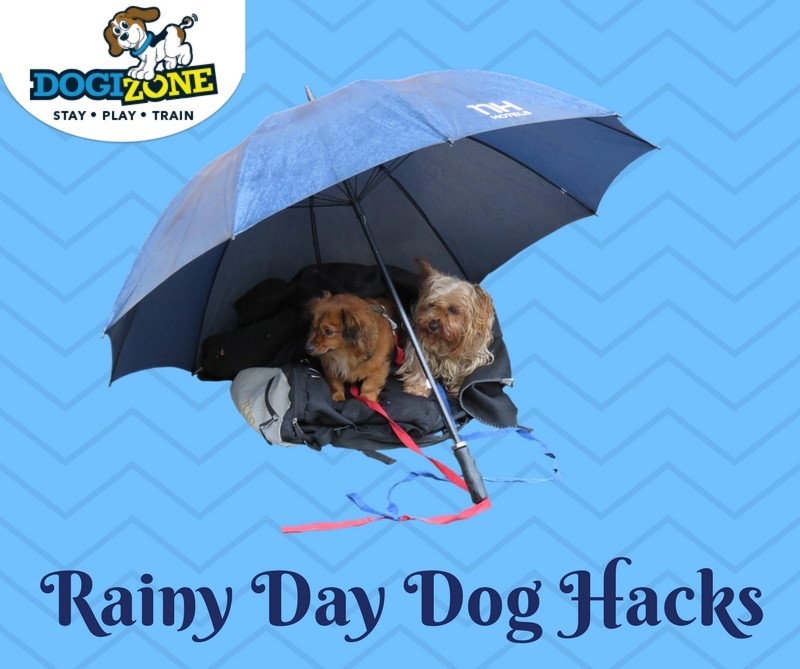 Rainy Day Dog Hacks