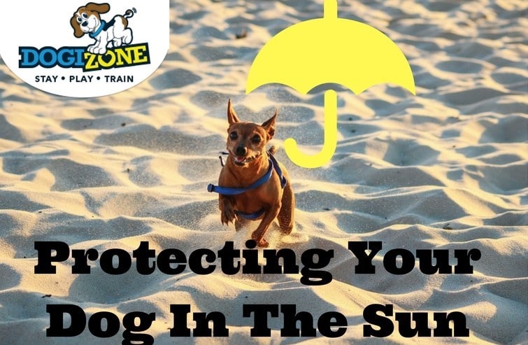 Dog Sun Protection