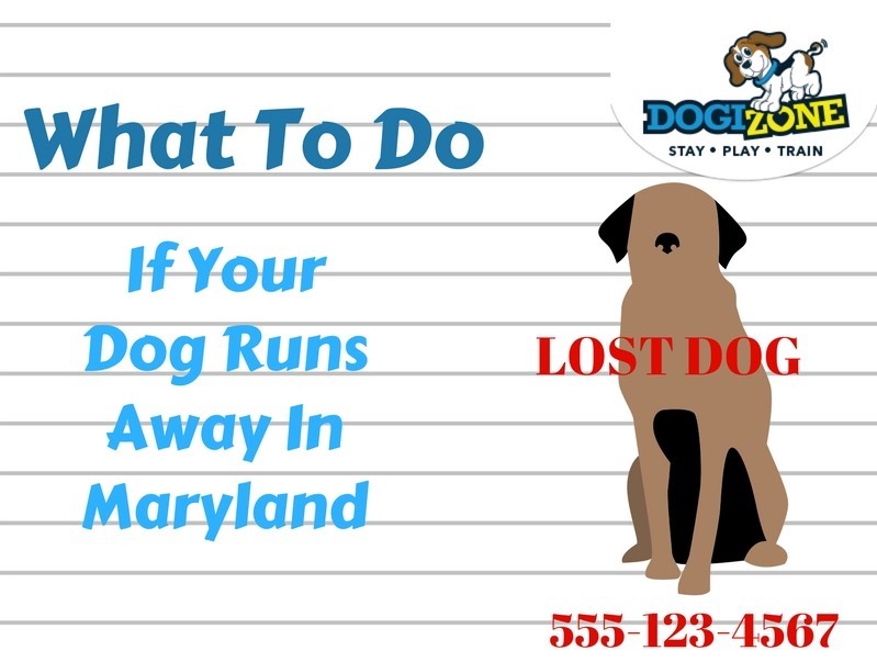 Runaway Dog Maryland