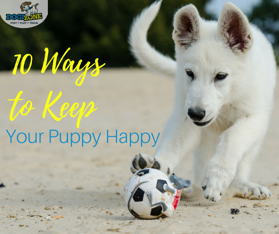 Puppy Training Tips