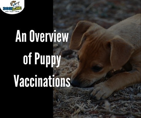 Puppy Vaccinations