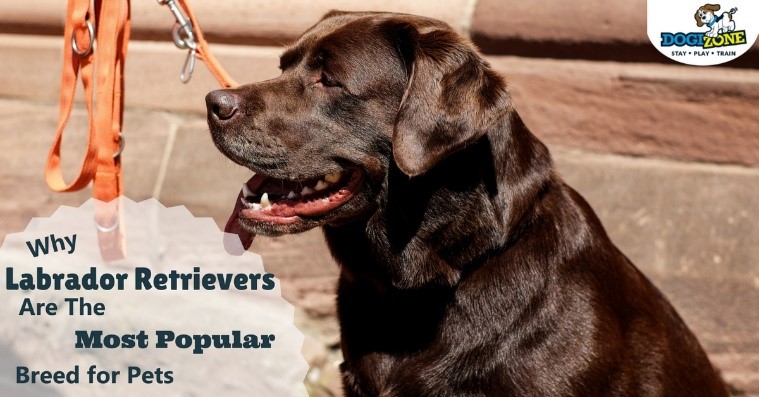 Why Labrador Retrievers Are the Most Popular