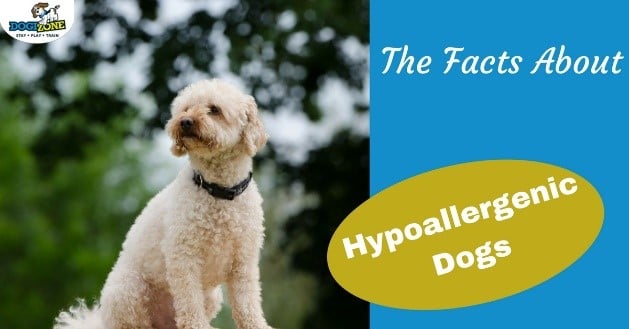 the facts about hypoallergenic dogs