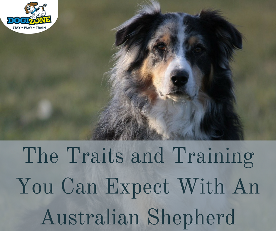 Australian Shepherd 