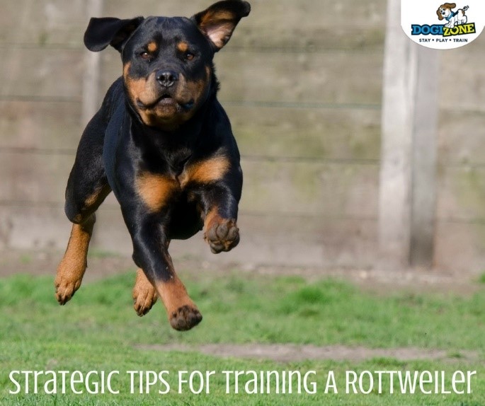 tips on training a rottweiler