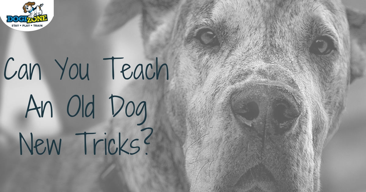 teach-an-old-dog-new-tricks