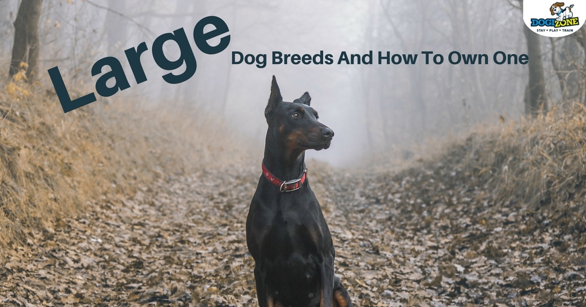 owning-large-breed-dog