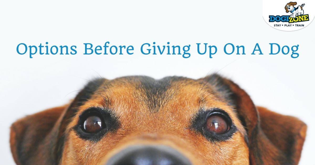 Options Before Giving Up On A Dog