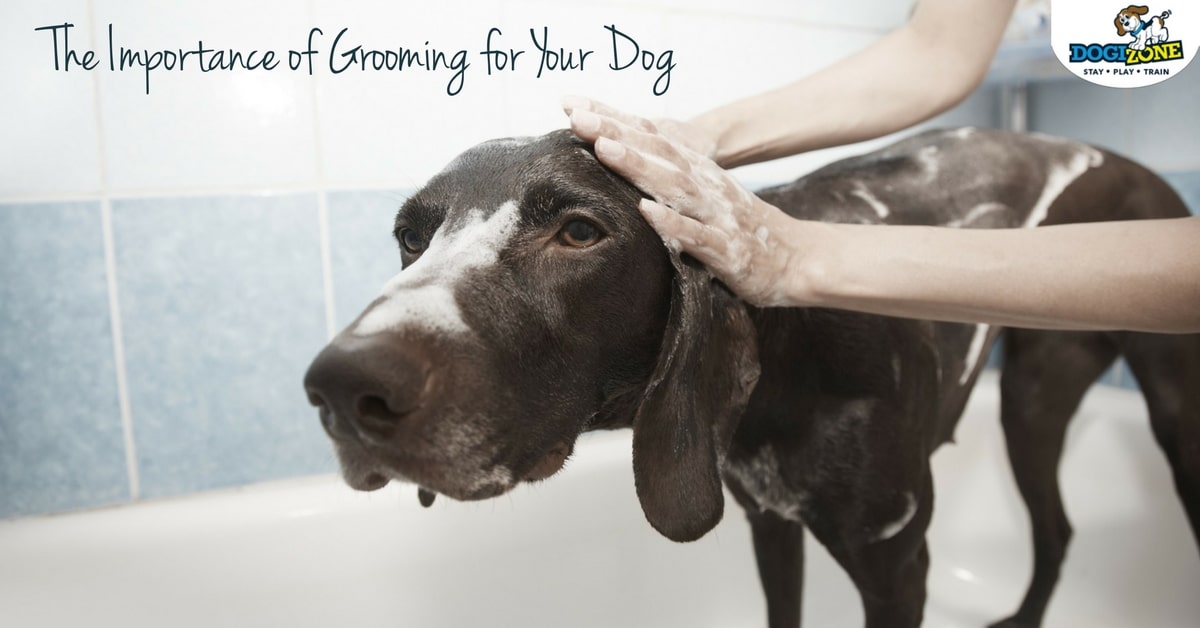 important-grooming-dog