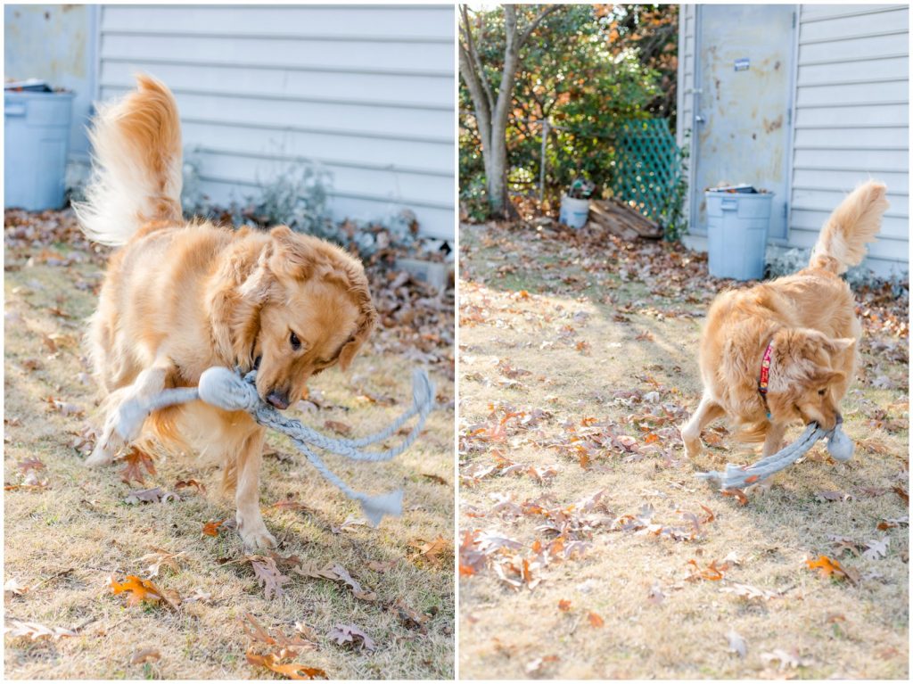 Easy DIY Gift for Your Dog