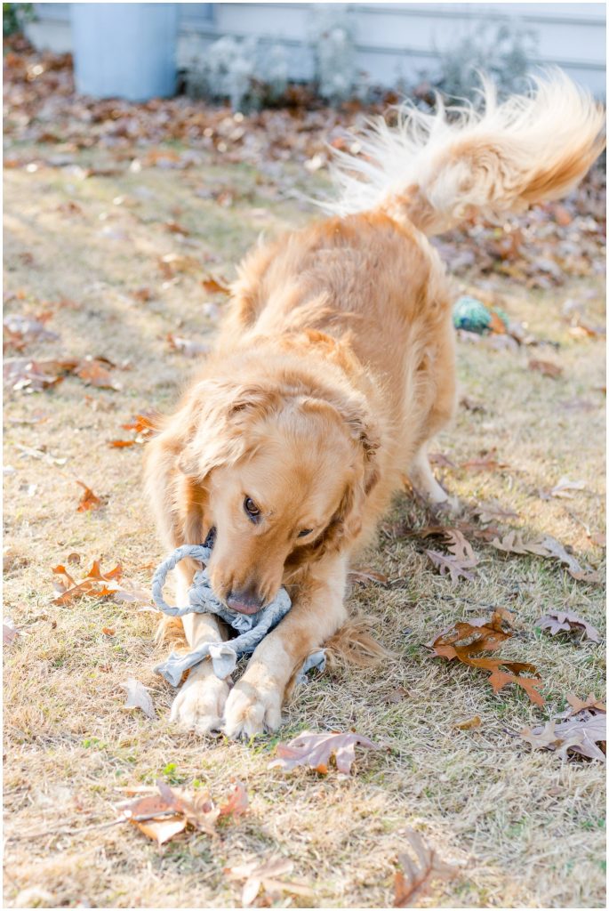 Easy DIY Gift for Your Dog