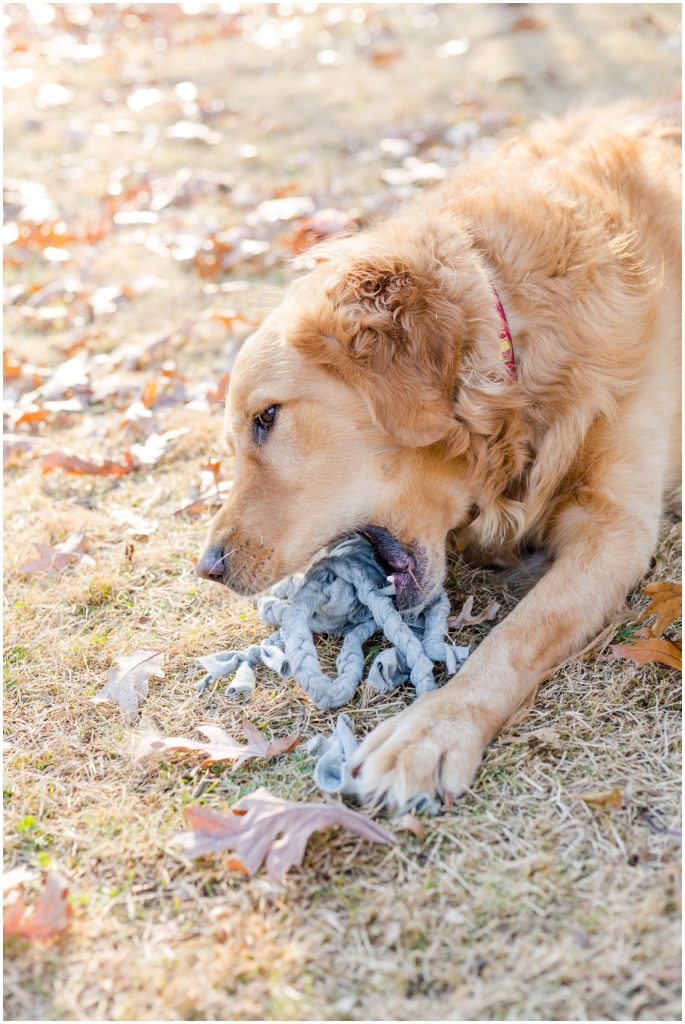 Easy DIY Gift for Your Dog