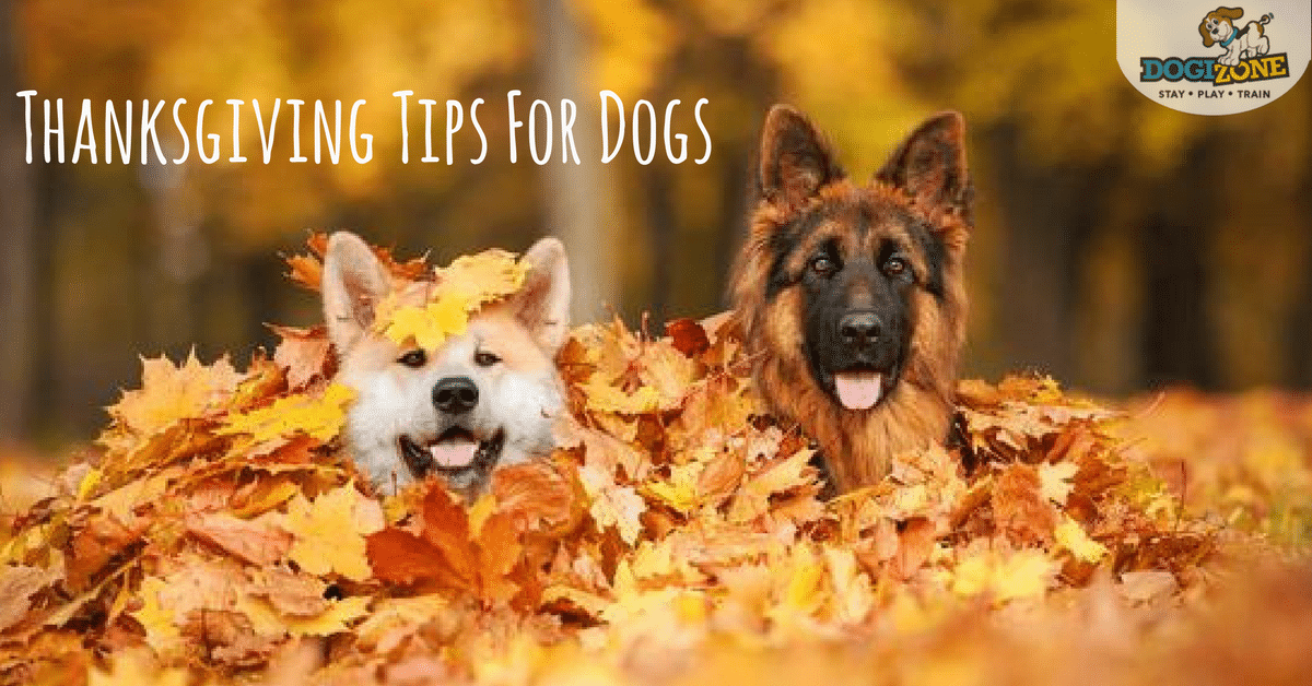 Dog Thanksgiving Tips
