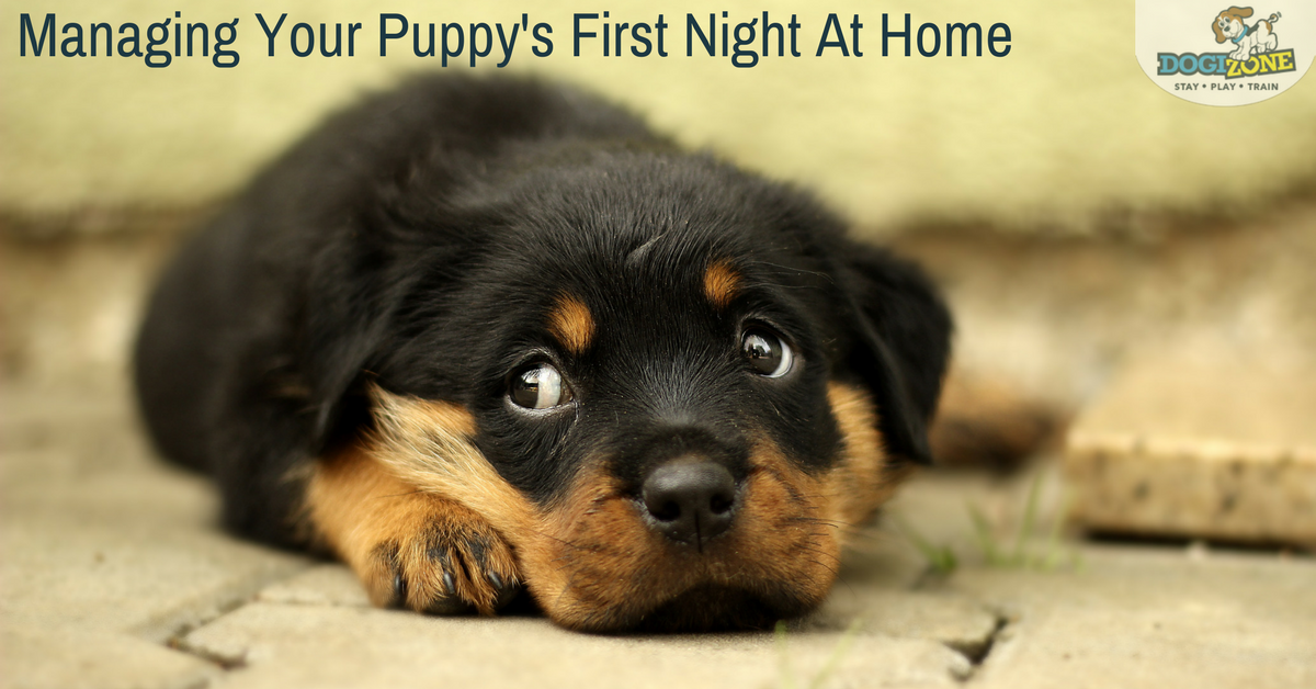 puppy's first night