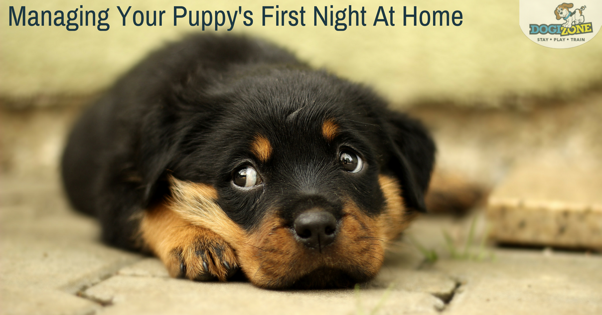 puppy's first night puppy's first night