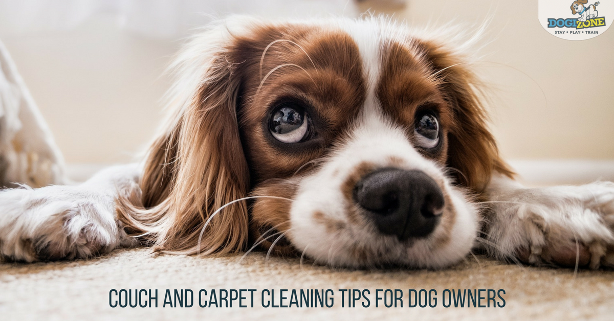  Carpet Cleaning Tips for Dog Owners