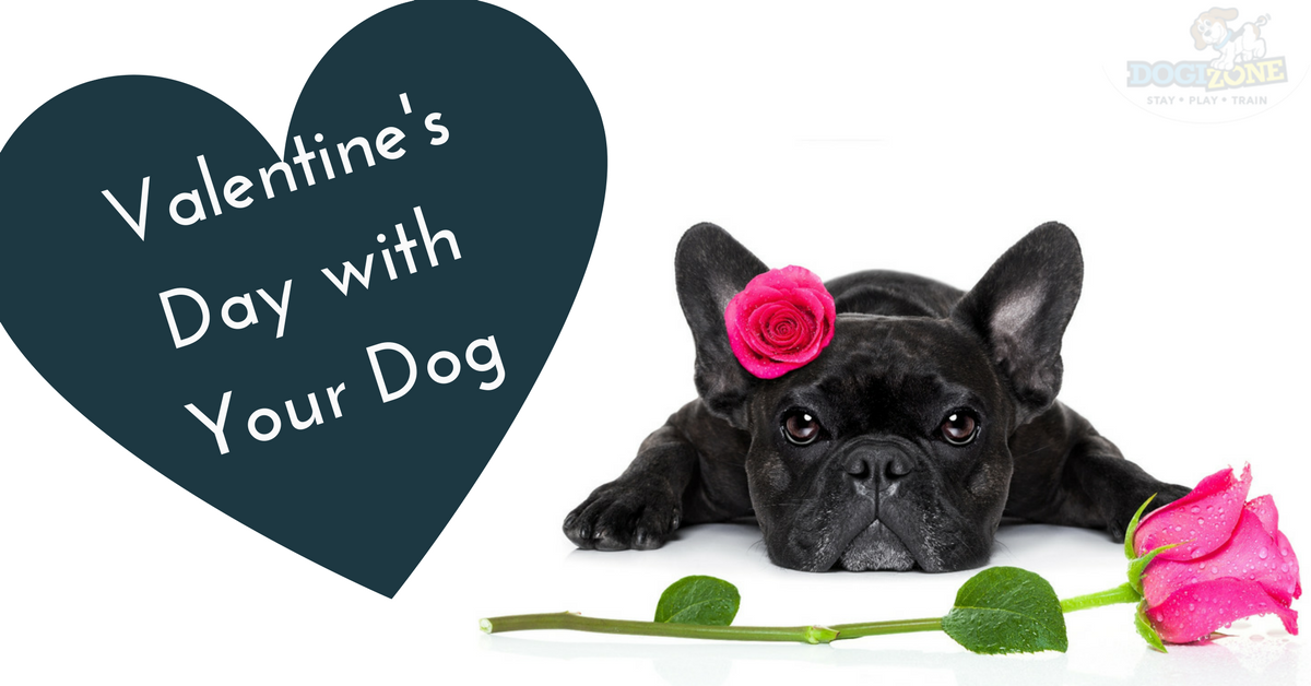 Valentine's Day with your dog