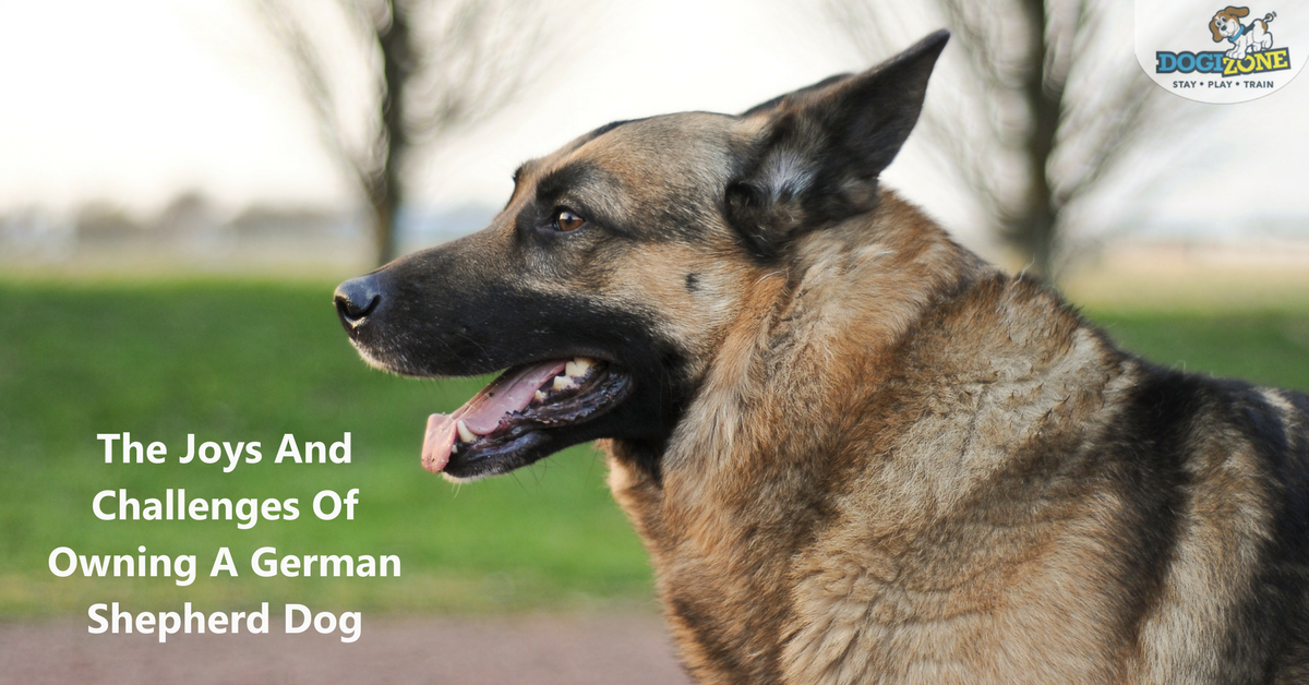 What You Should Know Before Getting A German Shepherd