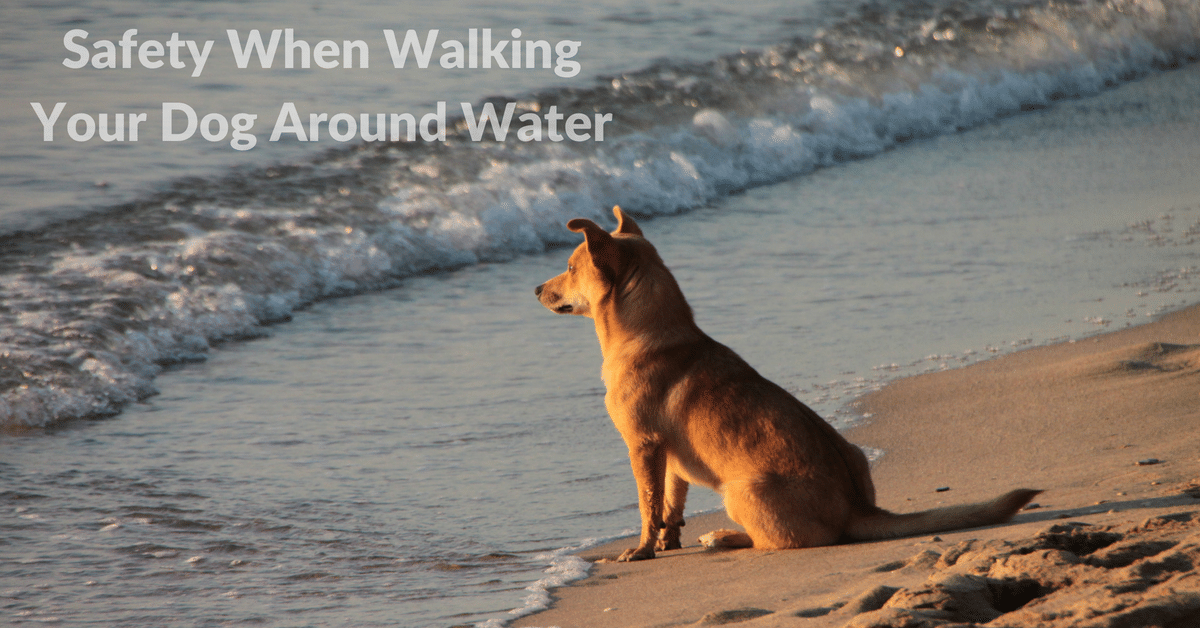 how to safely walk your dog around water