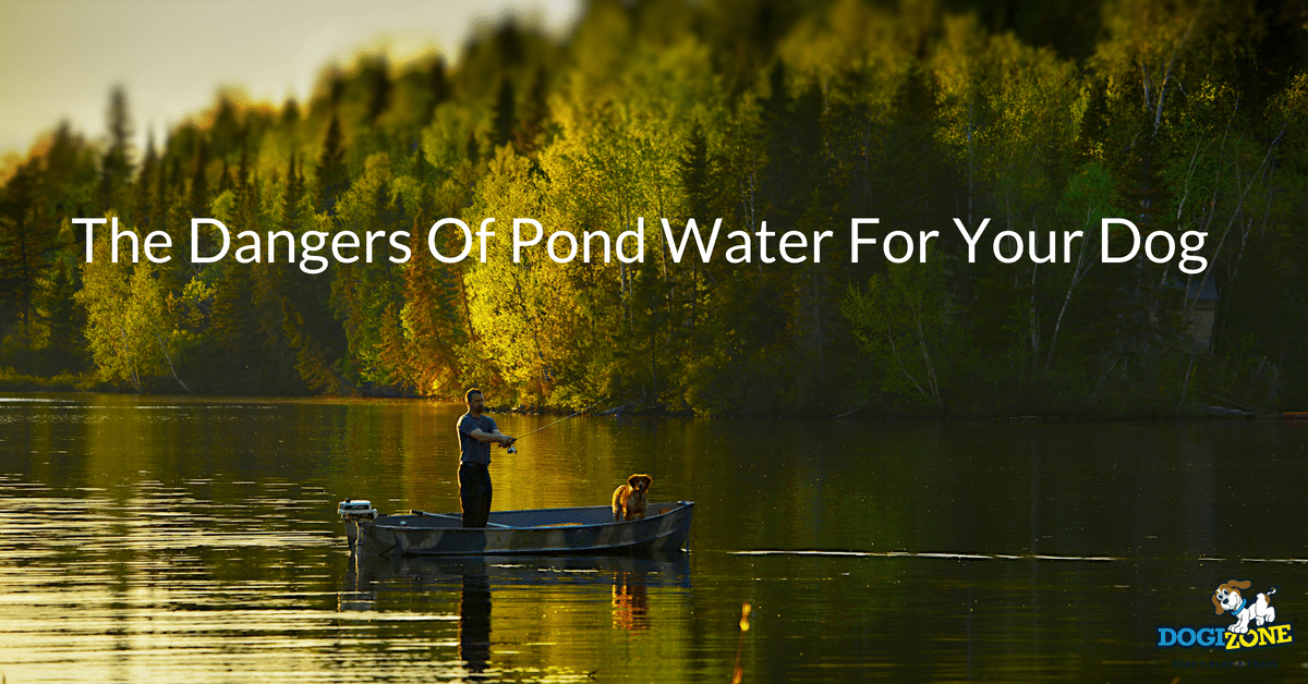 dangers of pond water for dogs