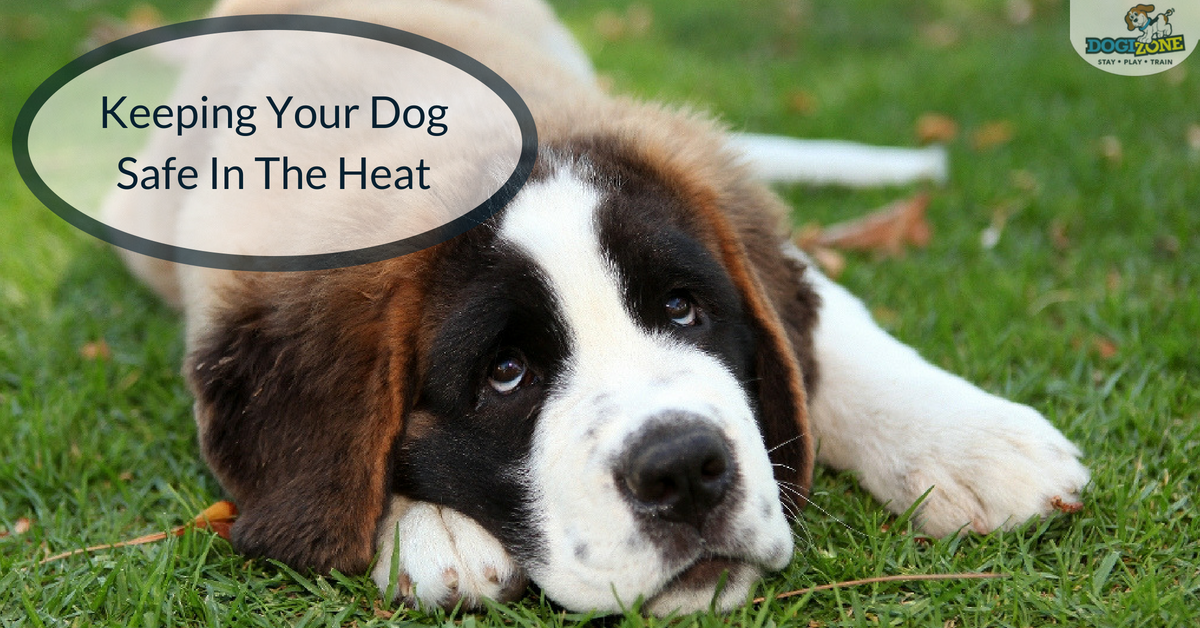 how to keep your dog safe in the heat