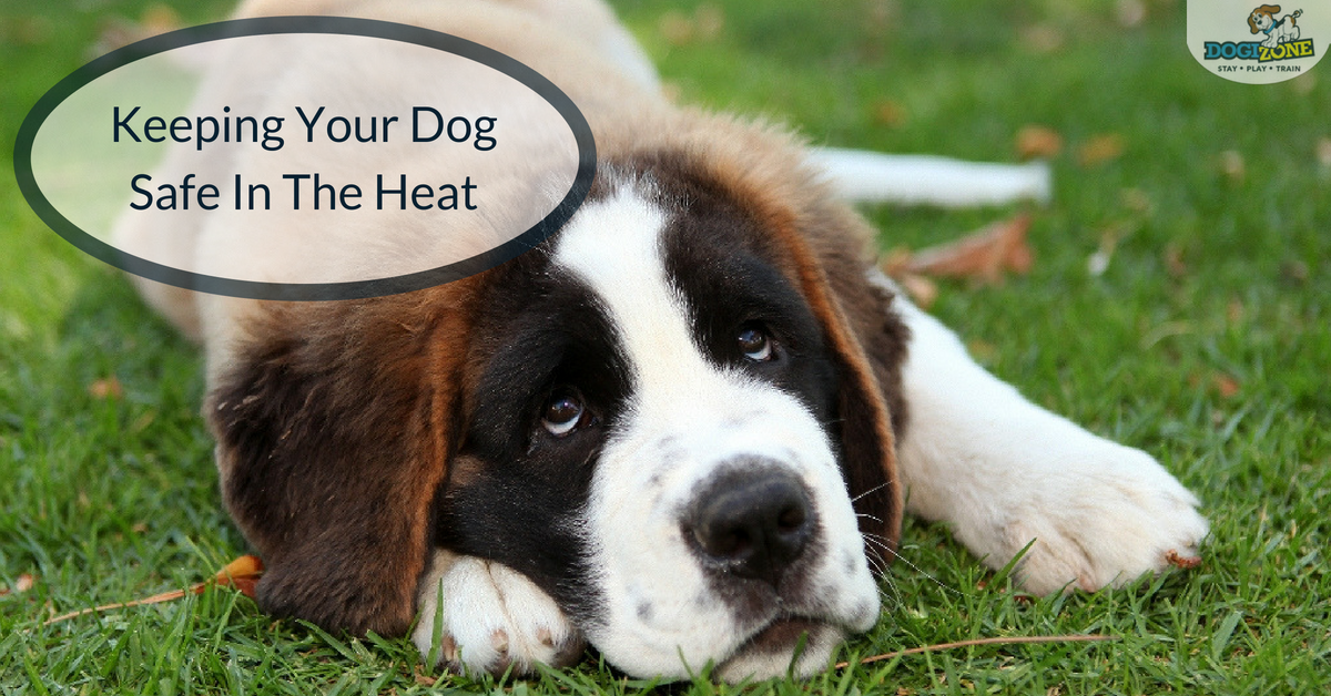 how to keep your dog safe in the heat how to keep your dog safe in the heat