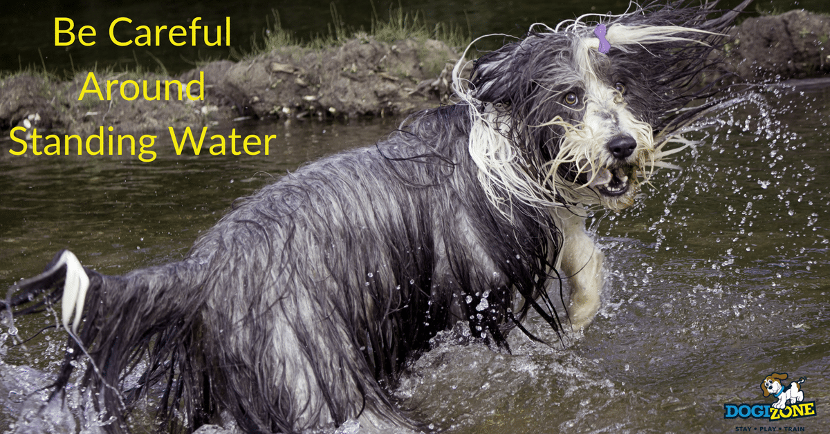 can standing water make dogs sick