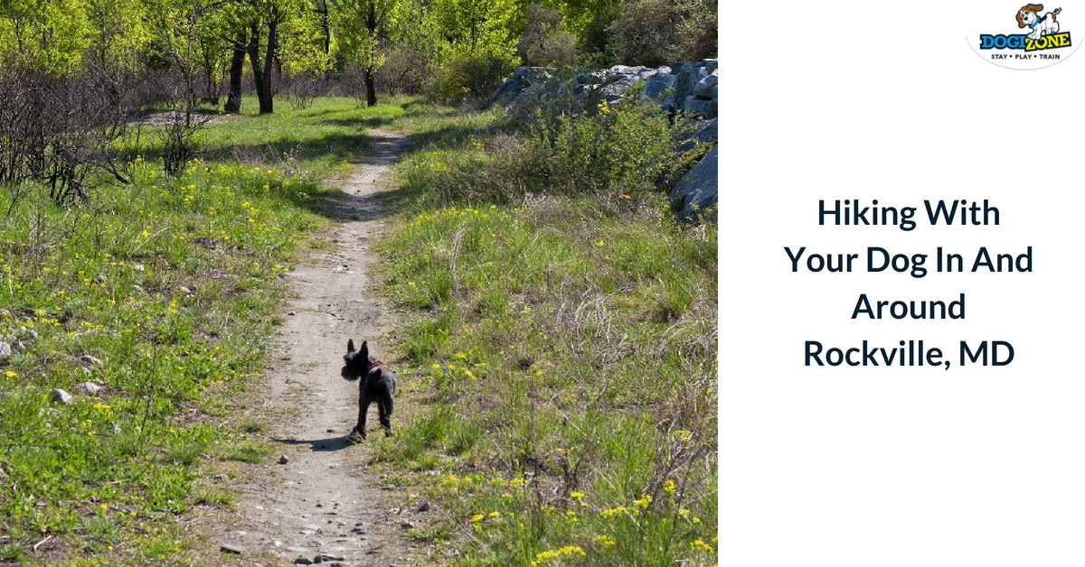 hiking with your dog in rockville