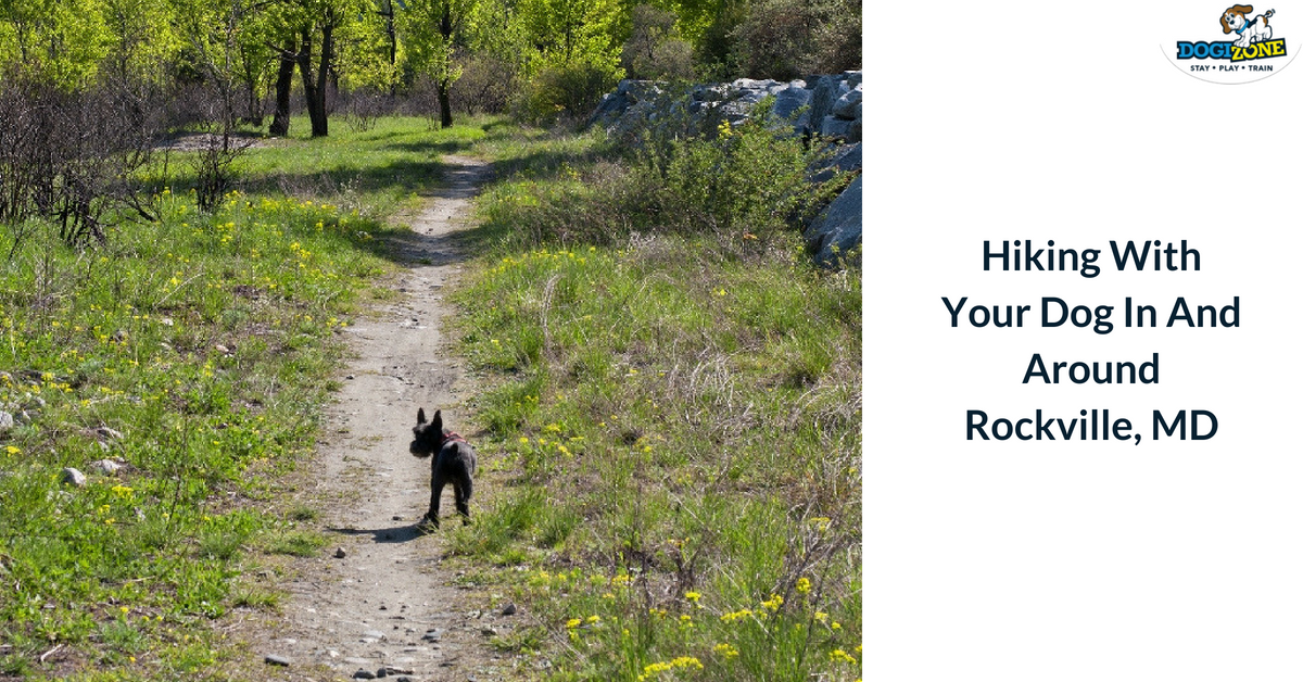 hiking with your dog in rockville hiking with your dog in rockville