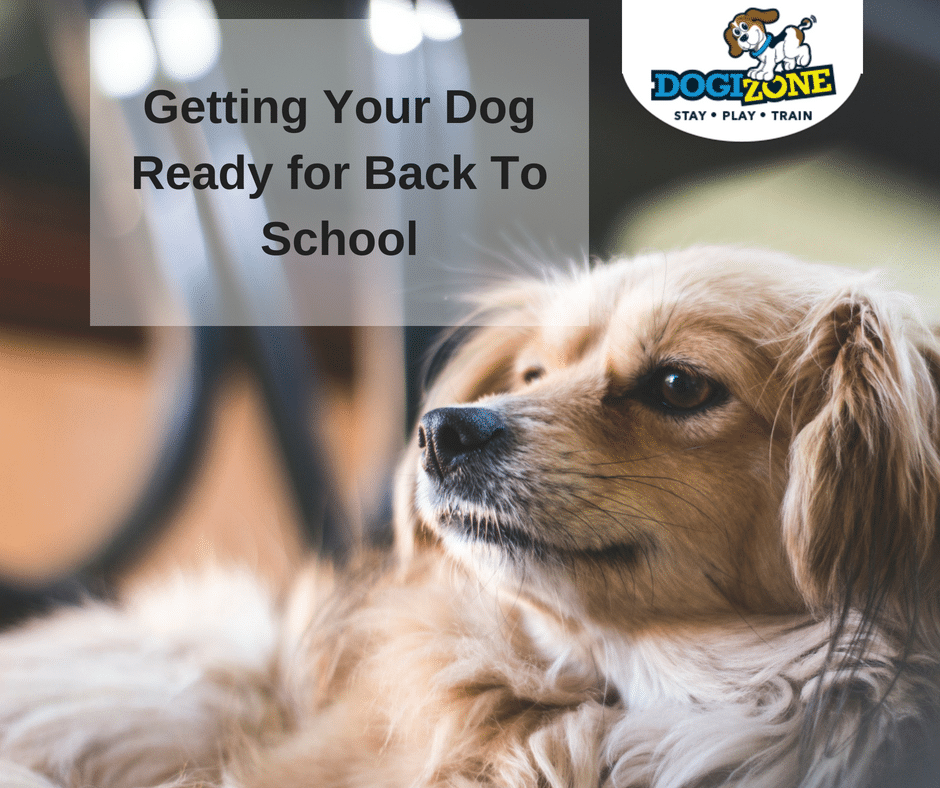 getting your dog ready for back to school