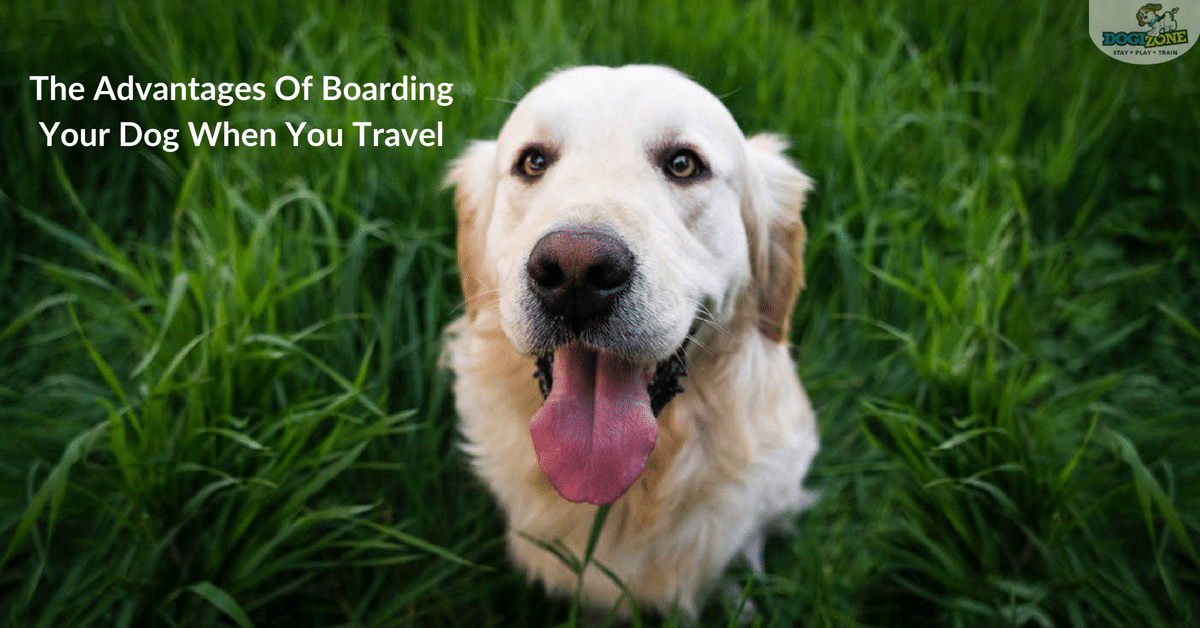 advantages of boarding your dog