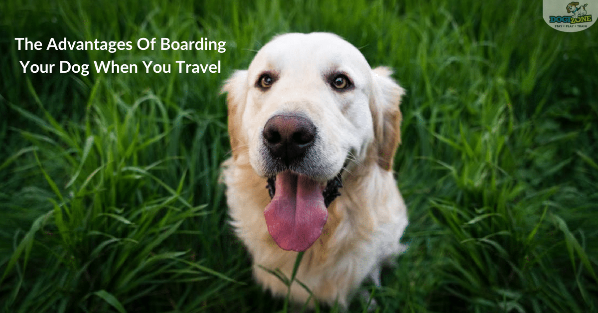 advantages of boarding your dog advantages of boarding your dog